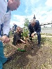 В Черногорске посадили аллею памяти медиков, умерших в борьбе с COVID-19