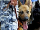 Накануне выборов все избирательные участки Черногорска проверят кинологи с собаками 