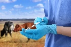 Проведение весенней лечебно-профилактической обработки крупного рогатого скота