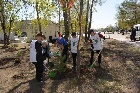 В Черногорске в рамках акции "Сад памяти" высажено 30 сосен